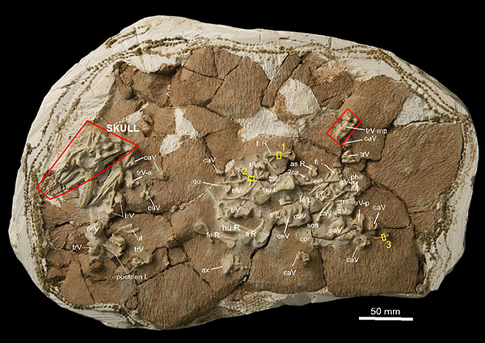 李氏始祖巨蜥(Archaeovaranus lii)正型标本IVPP V 22770