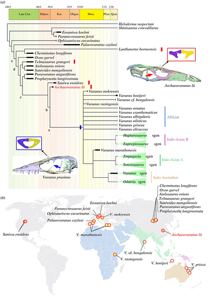 巨蜥类的系统发育学(A)和巨蜥类化石的地理分布(B):始祖巨蜥(Archaeovaranus lii)是巨蜥属(Varanus)的最近属种