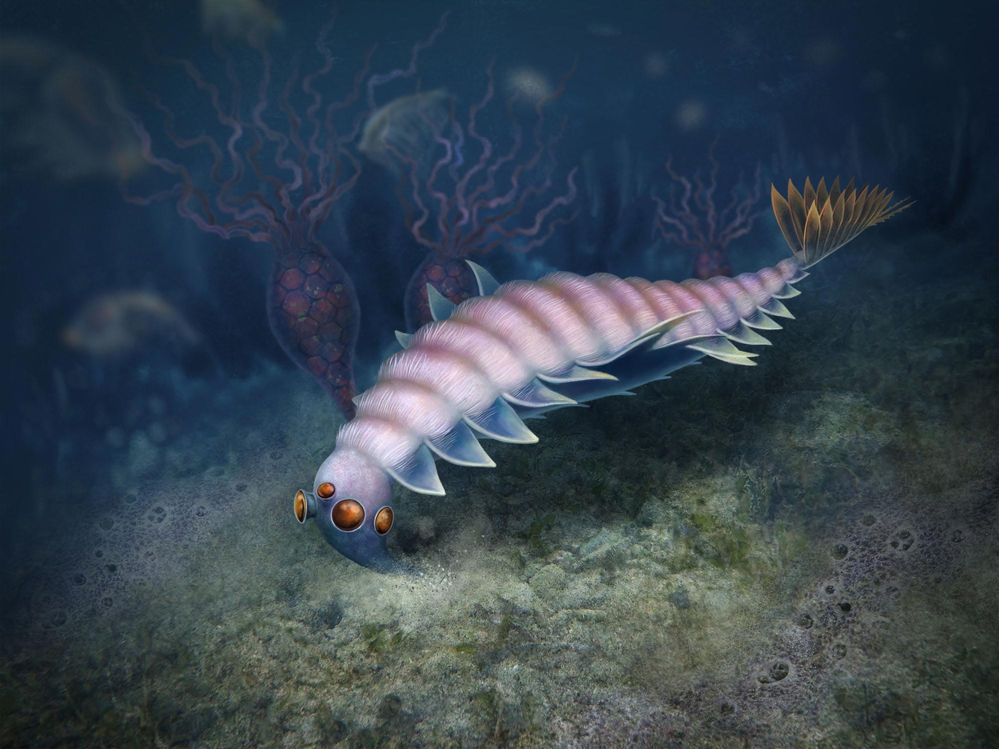 研究证实以前被认为是radiodont的标本实际上是opabiniid