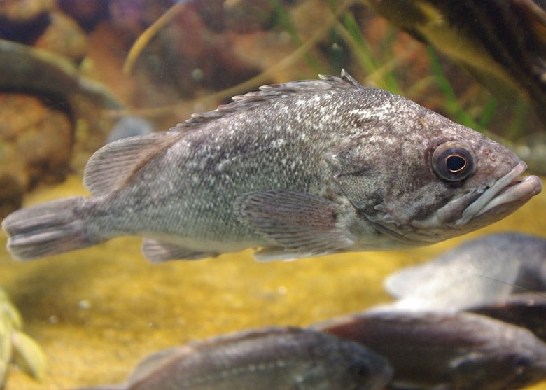 䳬꣺ձҪ󸣵ͣڵؽࡰƽO