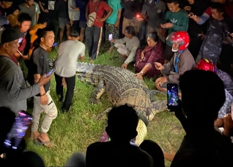 印尼4米长鳄鱼颈缠轮胎6年 热心男子助脱困