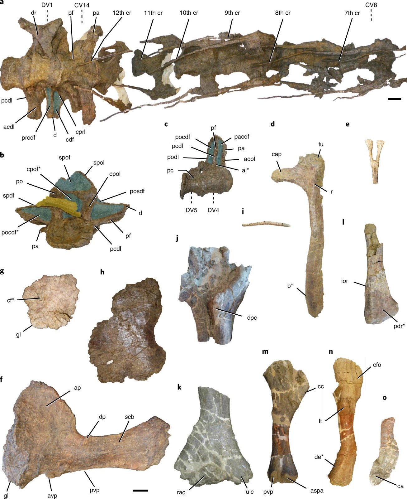 ̩̹Abditosaurus kuehneiΪֹŷ޷ֵĸȺ걾