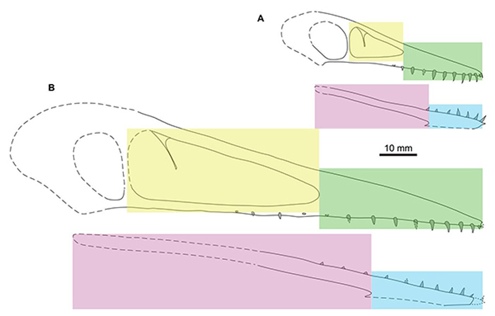 中国鲲鹏翼龙幼年和成年头骨比较(Jiang et al. 2021, AABC),显示大小接近的牙