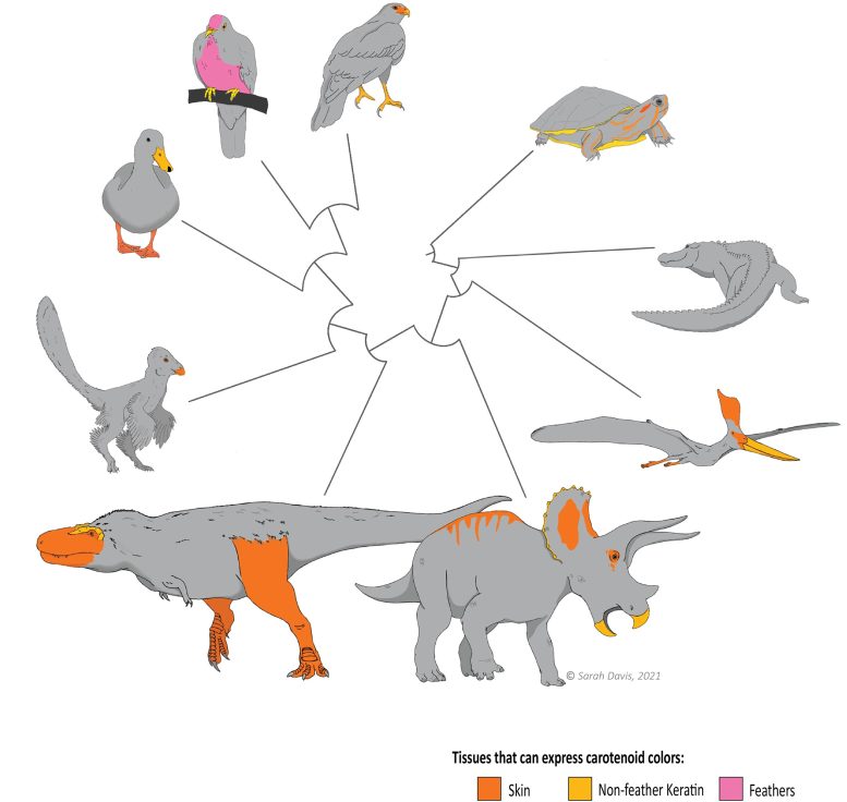 《进化》杂志:恐龙的脸和脚可能具有与现代鸟类相似的鲜艳颜色