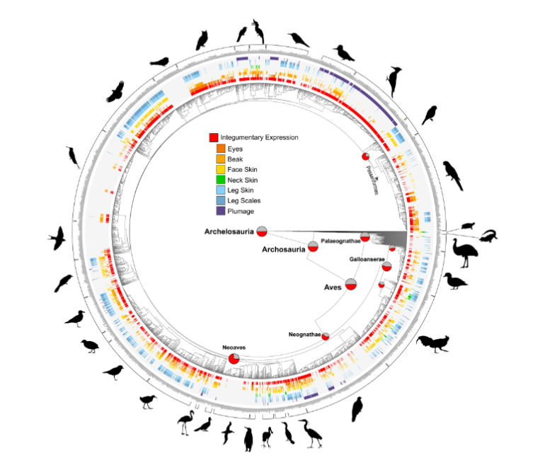 《进化》杂志:恐龙的脸和脚可能具有与现代鸟类相似的鲜艳颜色