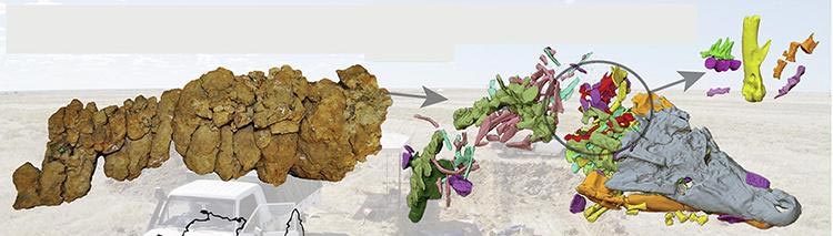 澳大利亚昆士兰发现的9300万年前“杀手”鳄鱼吞食了一只恐龙幼崽