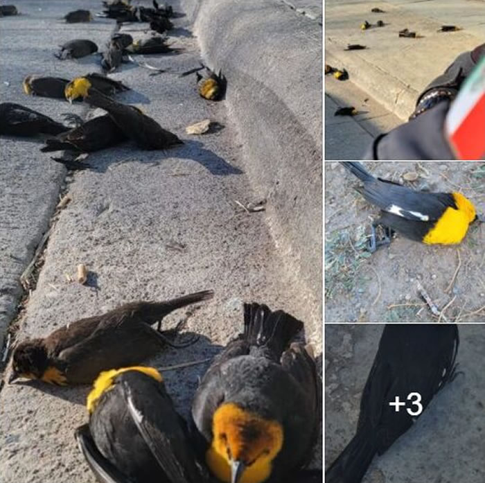 ī���������߽�ͷ����ֻ��ͷ������ش������ ��ʮֻ����