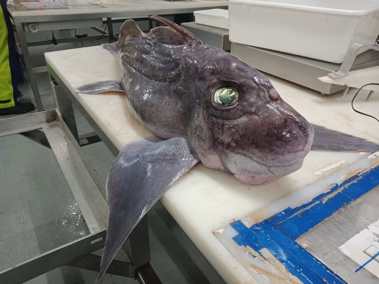 ������ĳ���걾