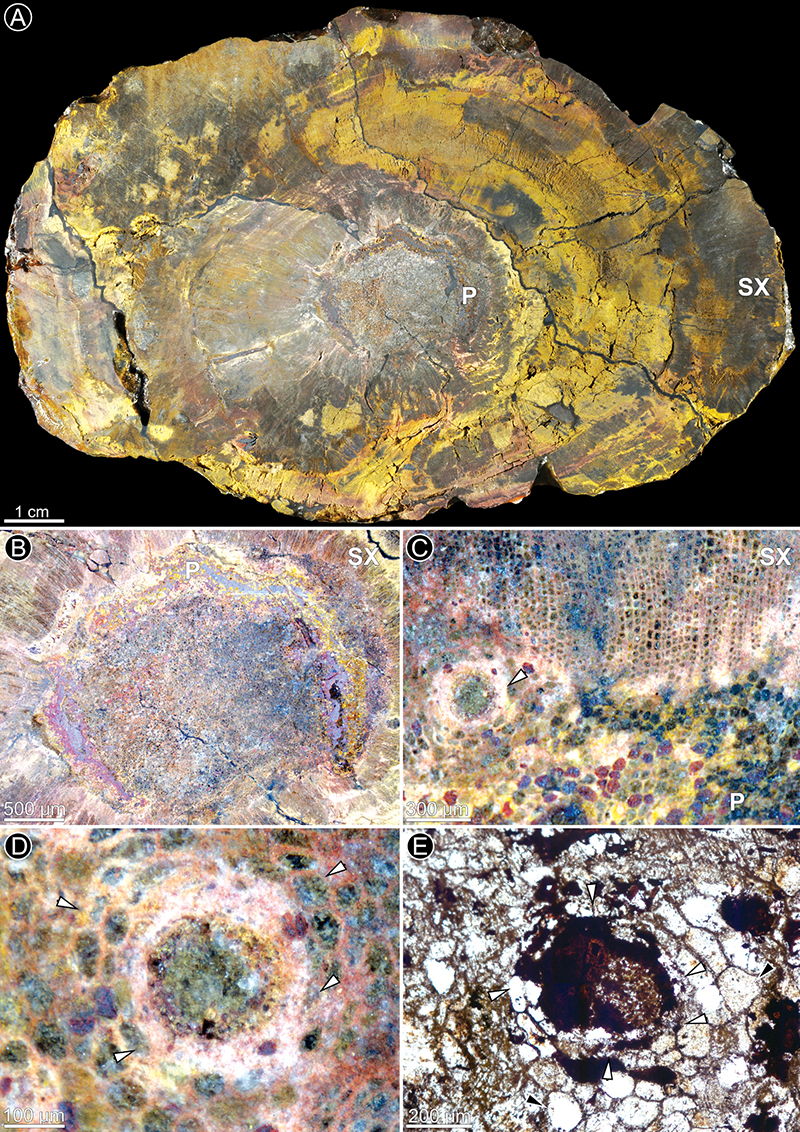 梅氏达姆德木化石