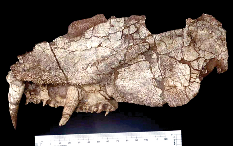 阳泉长寿螈化石