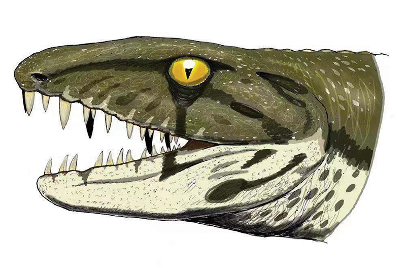 阳泉长寿螈复原图