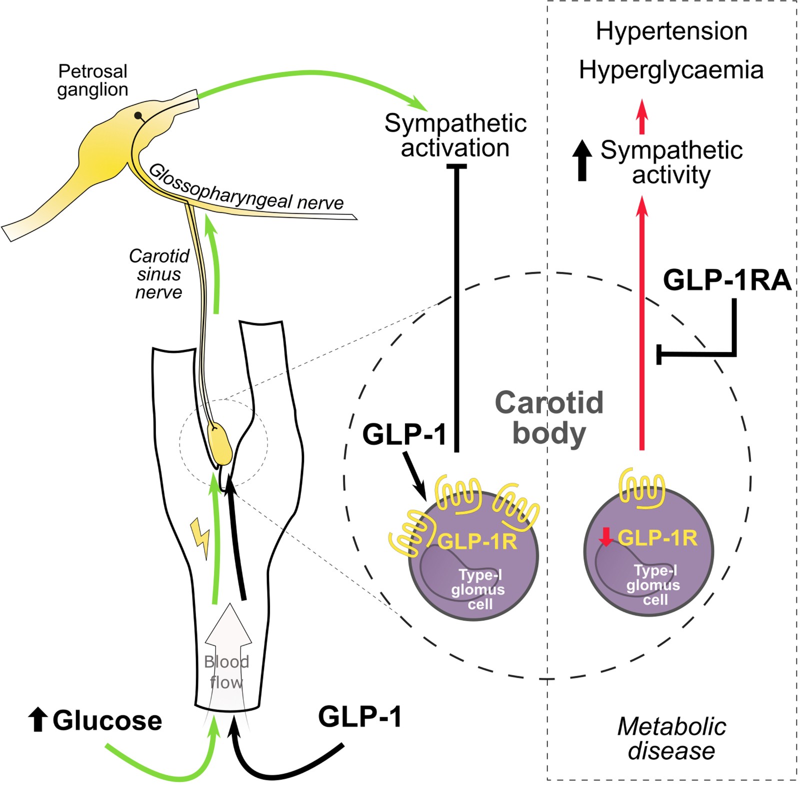 《Circulation Research》:新研究发现高血压和糖尿病之间的联系