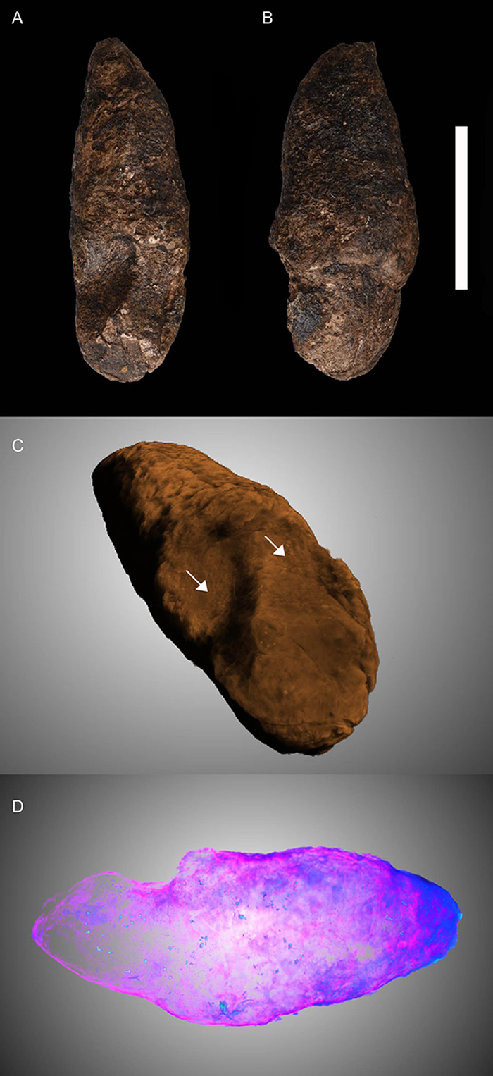 来自那阳煤矿化石遗址的带有足迹的粪化石 (IVPP V 27941) (凯泽等作者, 2022; ORS Dragonfly Pro)