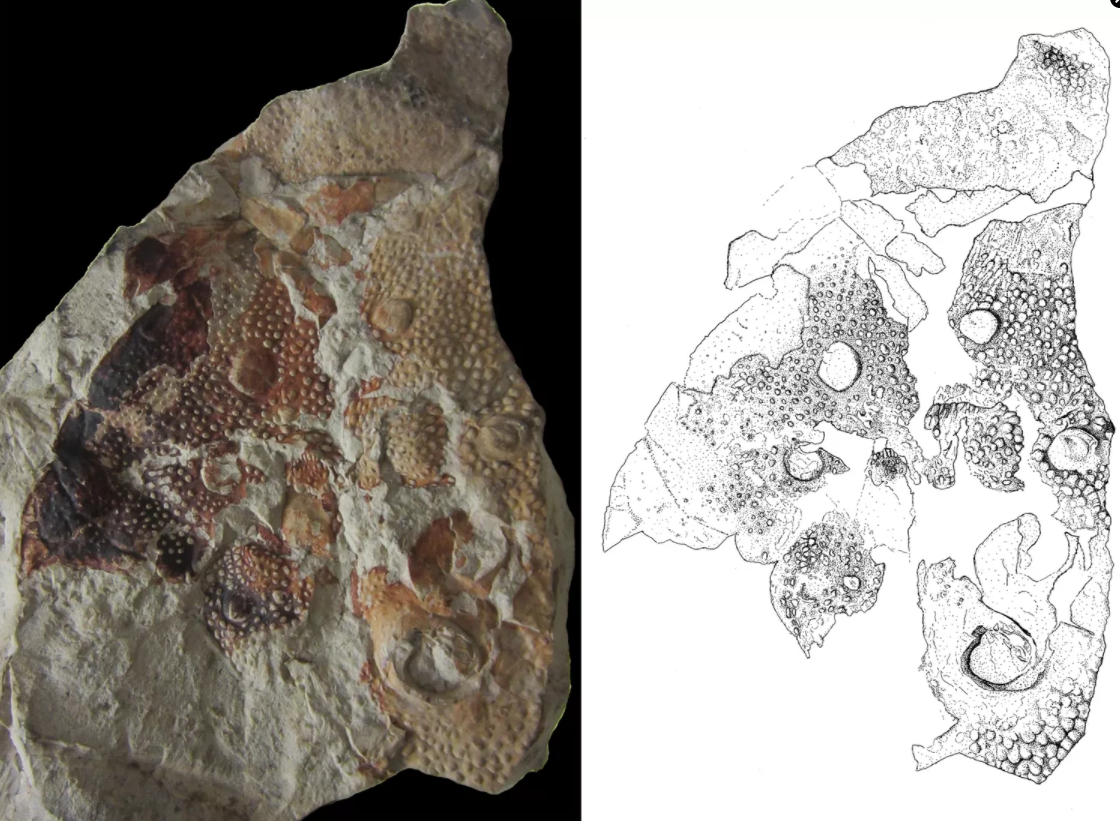 澳大利亚发现生活在2.52亿年前1米长的海蝎化石Woodwardopterus freemanorum