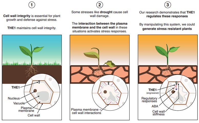 新研究揭示植物需要什么来抵御干旱