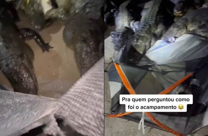 巴西男子野外露营 被鳄鱼大军摧毁帐篷