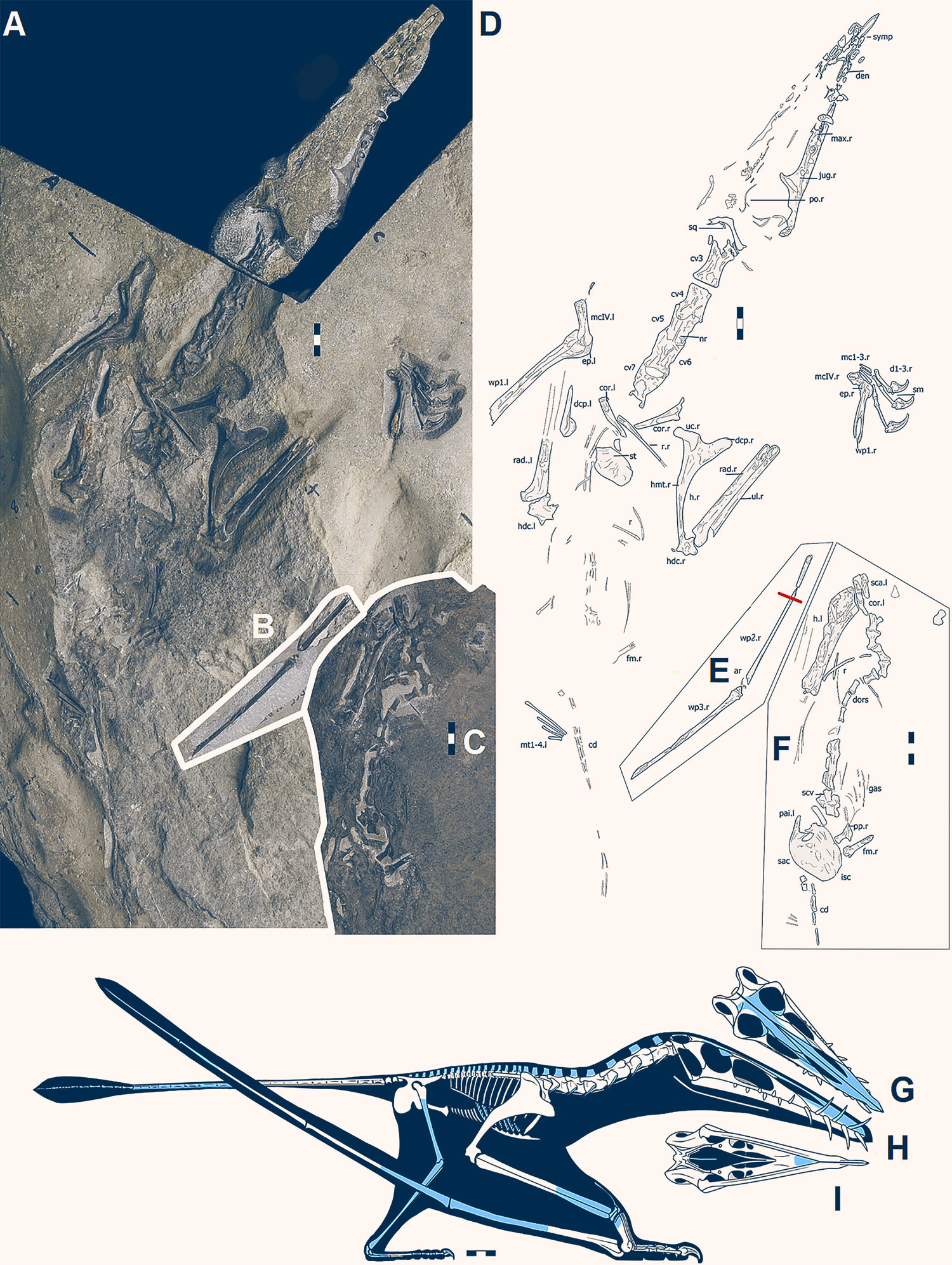 苏格兰斯凯岛上发现1.7亿年前的翼龙化石Dearc Sgiathanach