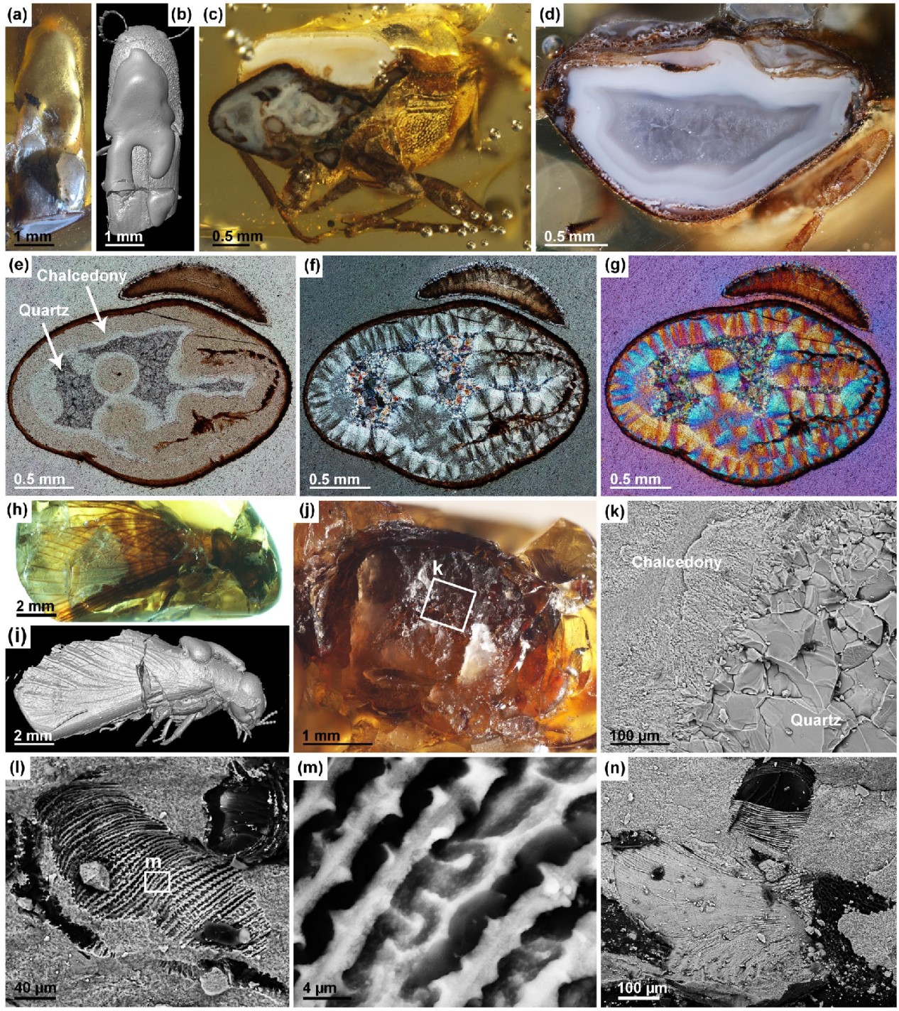 硅化化石。a–g 甲虫化石,h–n 白蚁化石