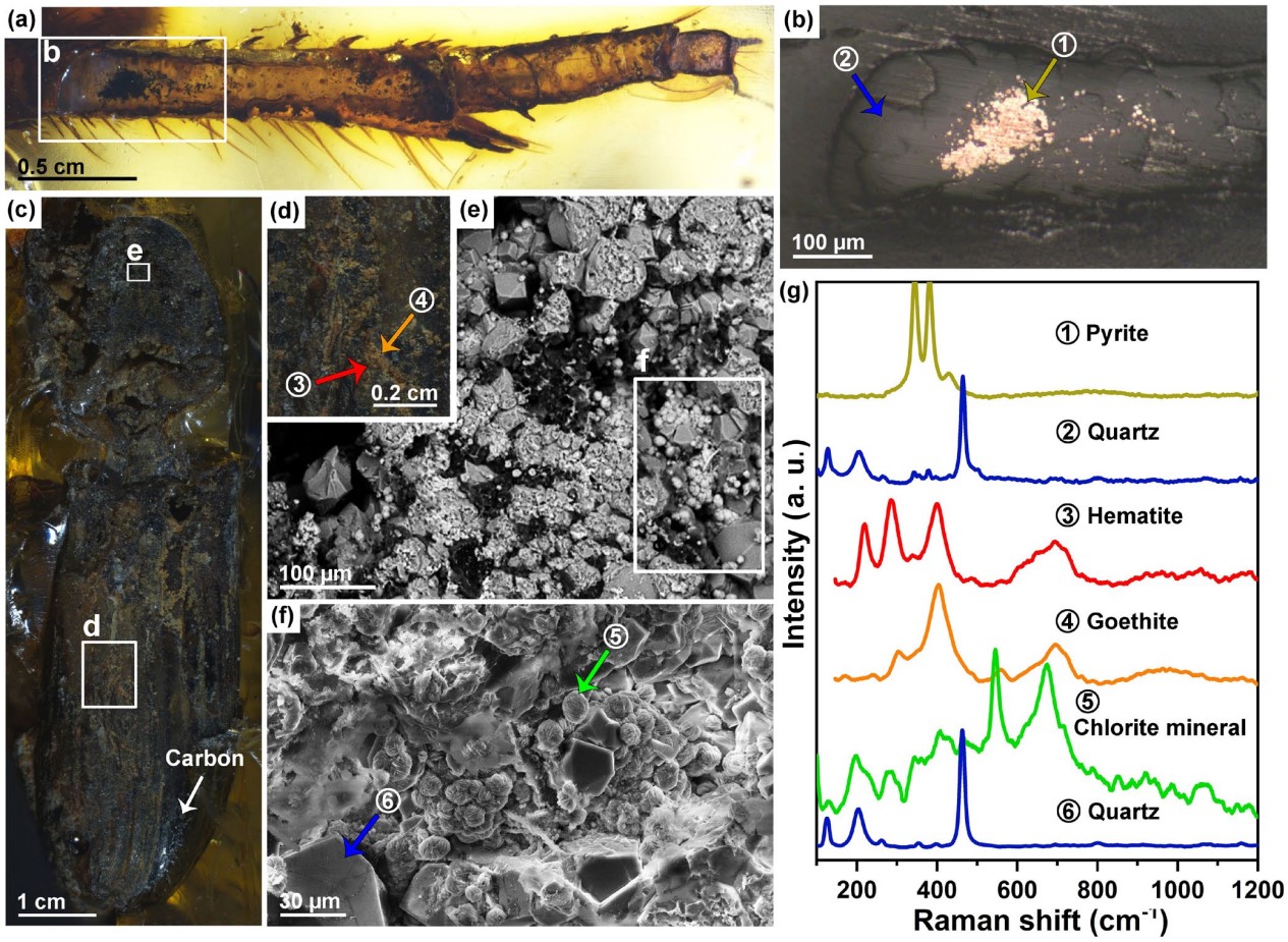 硅化昆虫化石。含黄铁矿、赤铁矿、针铁矿和绿泥石族矿物及含碳物质