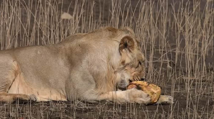 印度古加拉特邦吉尔森林3头雄狮也搞不定一只小乌龟