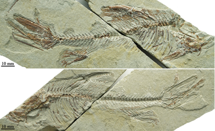 ��ظ�ԭ���ľ��ع������о�ȡ���½�չ�����Ѹ�����һ���֡������Ѹ��㡱