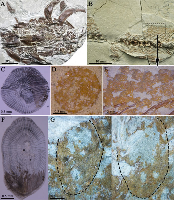 A�������Ѹ���ͷ�Ǳ걾��B����������Ƭ�ĸ��ͱ걾��C��D���ִ�ԭʼ�Ѹ����뻯ʯ���ۣ�E��ͼB����Ƭ����ķŴ�F��G���ִ�ԭʼ�Ѹ����뻯ʯ����