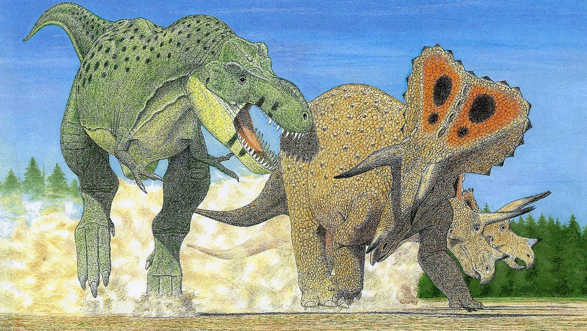 在Teisseyre-Tornquist区低地处,帝王暴龙袭击了一群糙骨三角龙。 图片来自Gregory Paul