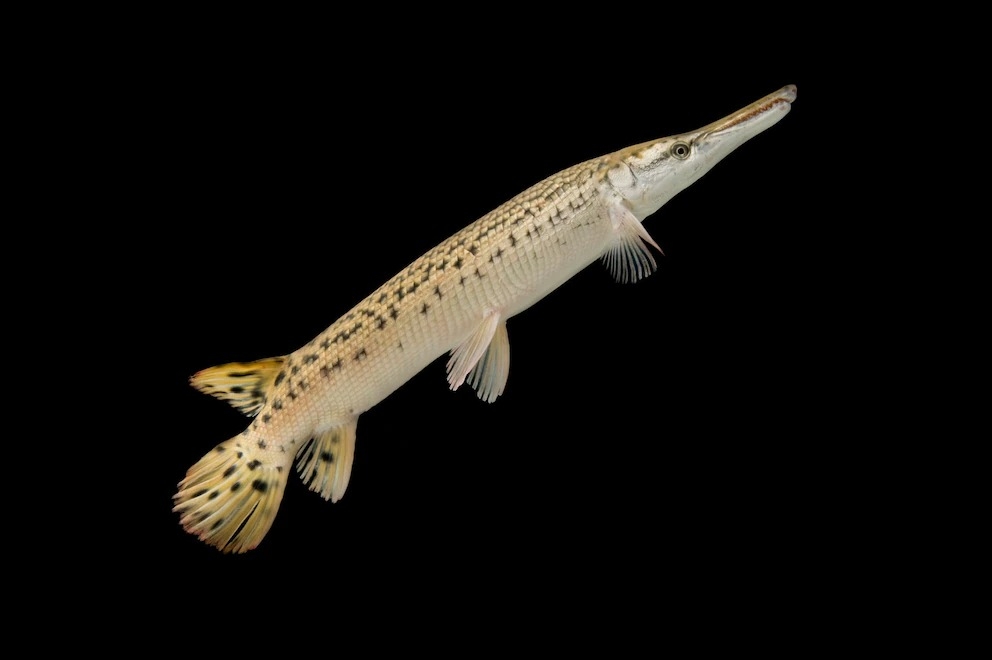 ȸķֲΧܹ㣬޼Ű͡ PHOTOGRAPH BY JOEL SARTORE, NATIONAL GEOGRAPHIC PHOTO ARK