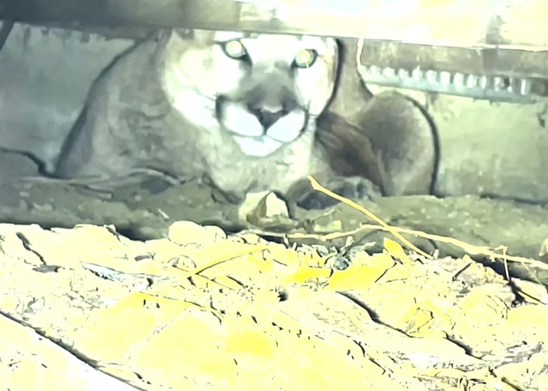 ���������������������ְ�Ȯ���Ϸͽ� �鿴���Ȼ�������²���һֻ����ʨ