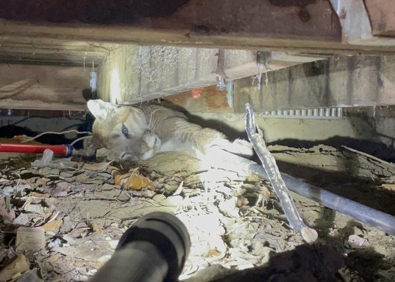 ���������������������ְ�Ȯ���Ϸͽ� �鿴���Ȼ�������²���һֻ����ʨ