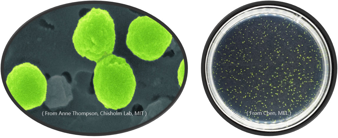 《自然·生态与进化》:进化过程中只有适者生存?地球古老生物给出另一种可能