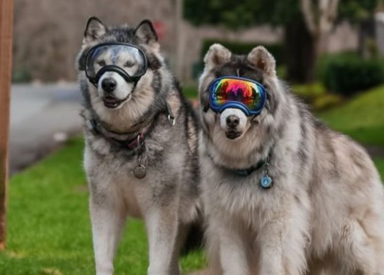 美国西雅图哈士奇犬因患上青光眼而失去视力 同住的阿拉斯加雪橇犬不离不弃