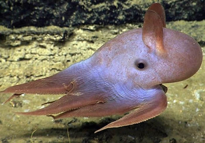 小飞象章鱼原名雨伞章鱼Umbrella octopus