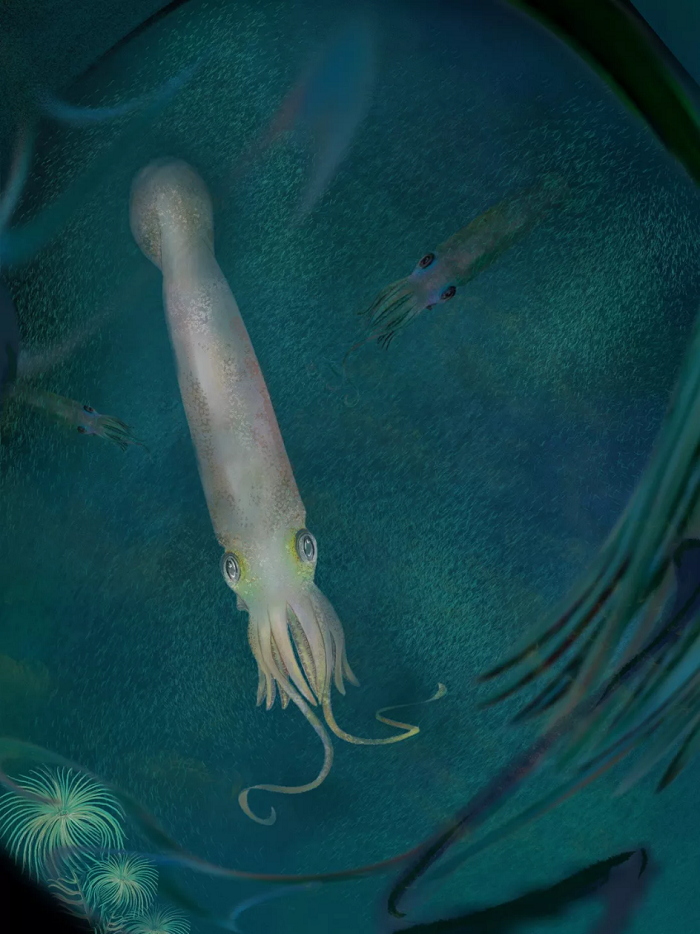 科学家确定古老吸血乌贼新物种并以美国总统拜登的名字命名Syllipsimopodi bideni