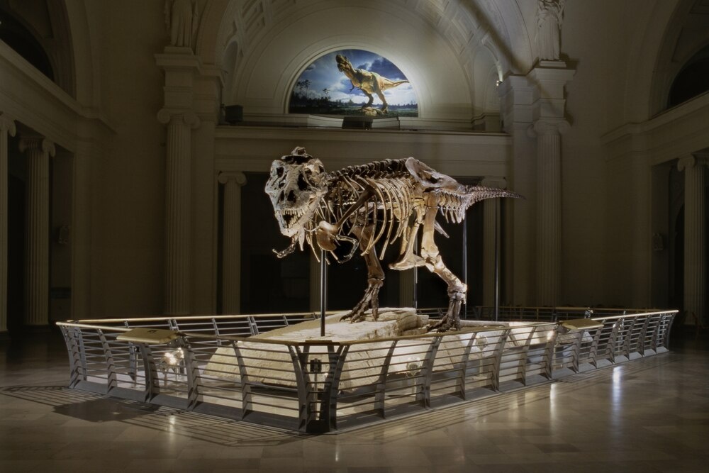 二十多年来,芝加哥菲尔德博物馆一直在展出一具名为“Sue”的暴龙骨架。现在,一项具有争议的新研究认为,Sue实际上不是霸王龙,而是一个名为“帝王暴龙”(Tyra