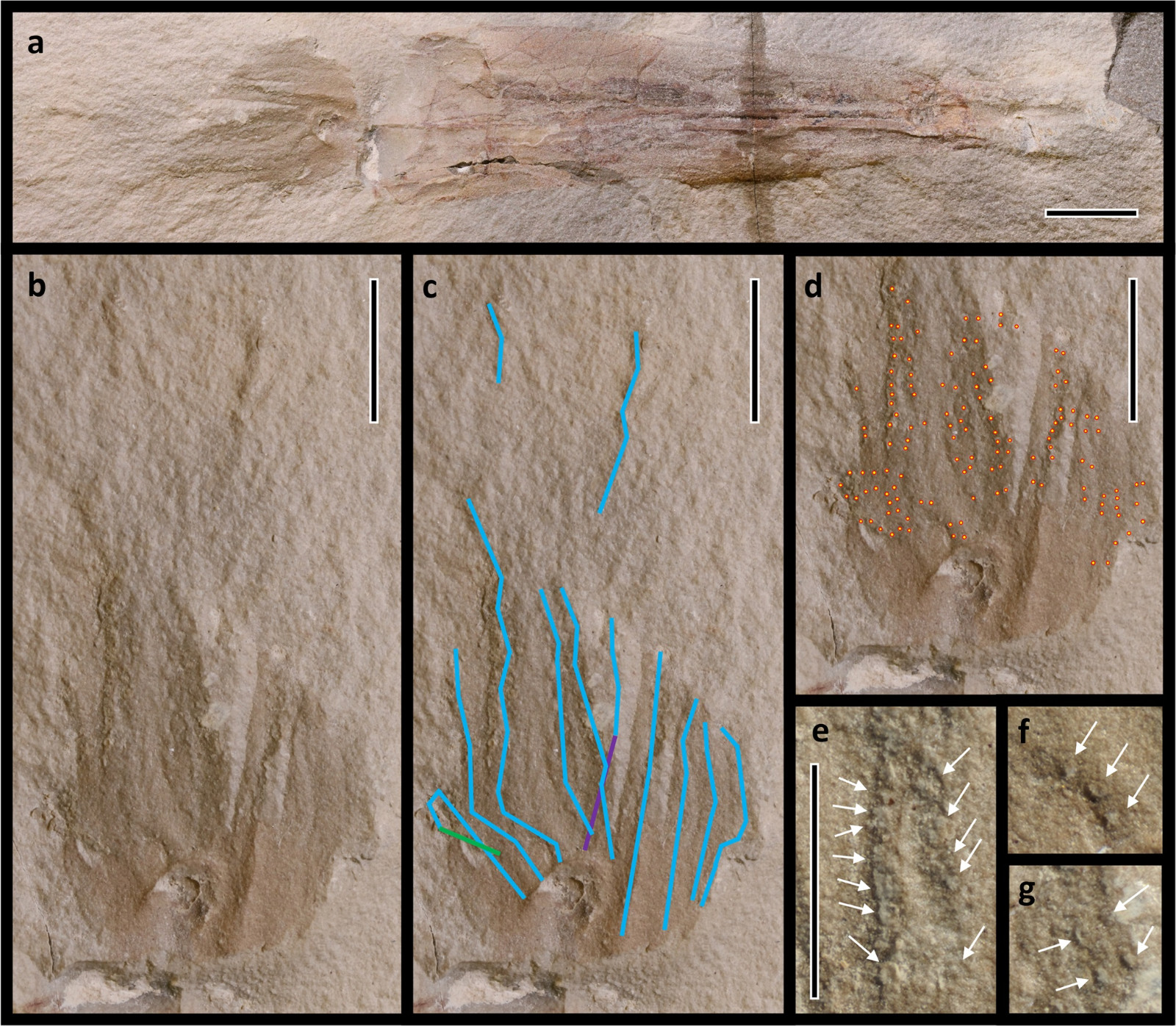 ʯ̿Ѫ״ͷදͳݵǵSyllipsimopodi bideni