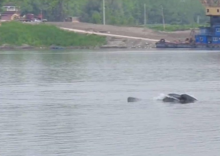 长江生态环境逐步改善 国家一级保护动物长江江豚频频现身上海崇明区东风西沙水域