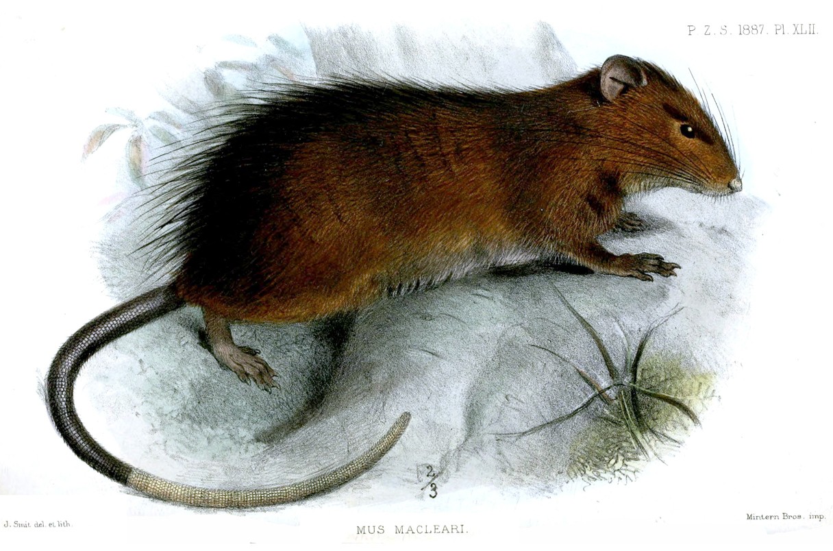 印度洋小岛上的灭绝圣诞岛大鼠研究让科学家复活猛犸象等灭绝动物的梦想破灭