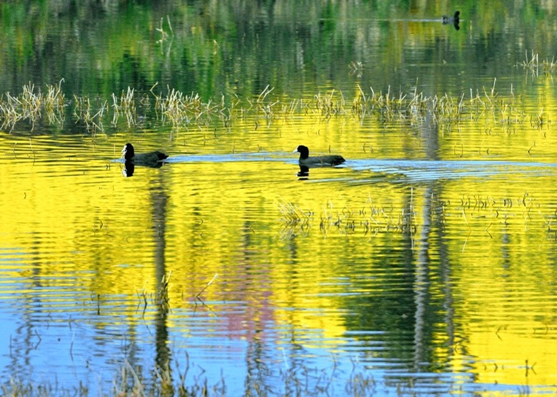 �Ĵ�ʡüɽ����ɽ��ẽ�����һ��ʪ���״γ��ֹǶ������׹Ƕ���