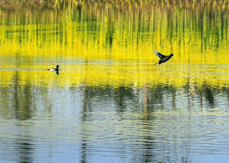 �Ĵ�ʡüɽ����ɽ��ẽ�����һ��ʪ���״γ��ֹǶ������׹Ƕ���