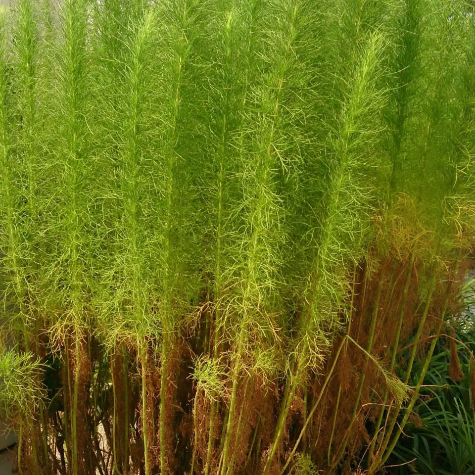 猪毛蒿天然提取物可以通过增强新陈代谢增加人类寿命