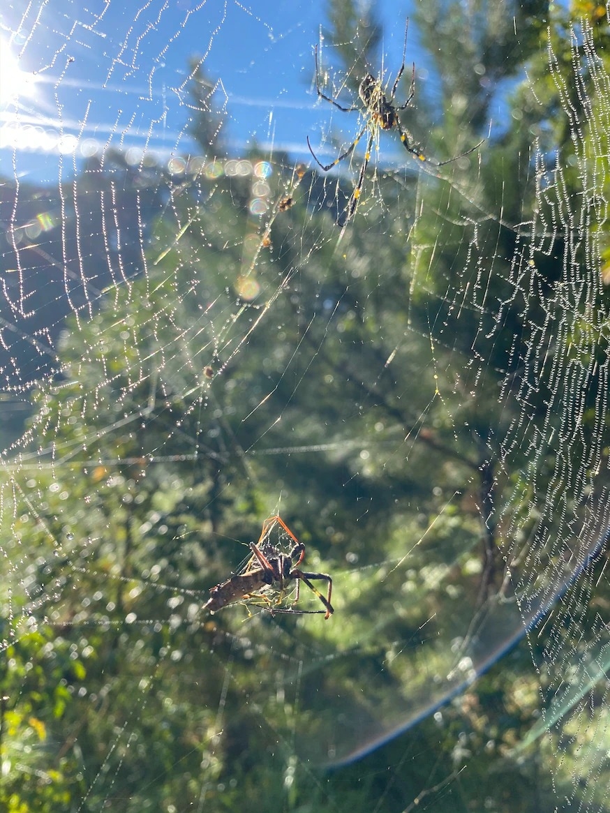 ɫ�����޵Ĵ������ֺ������֩������������������