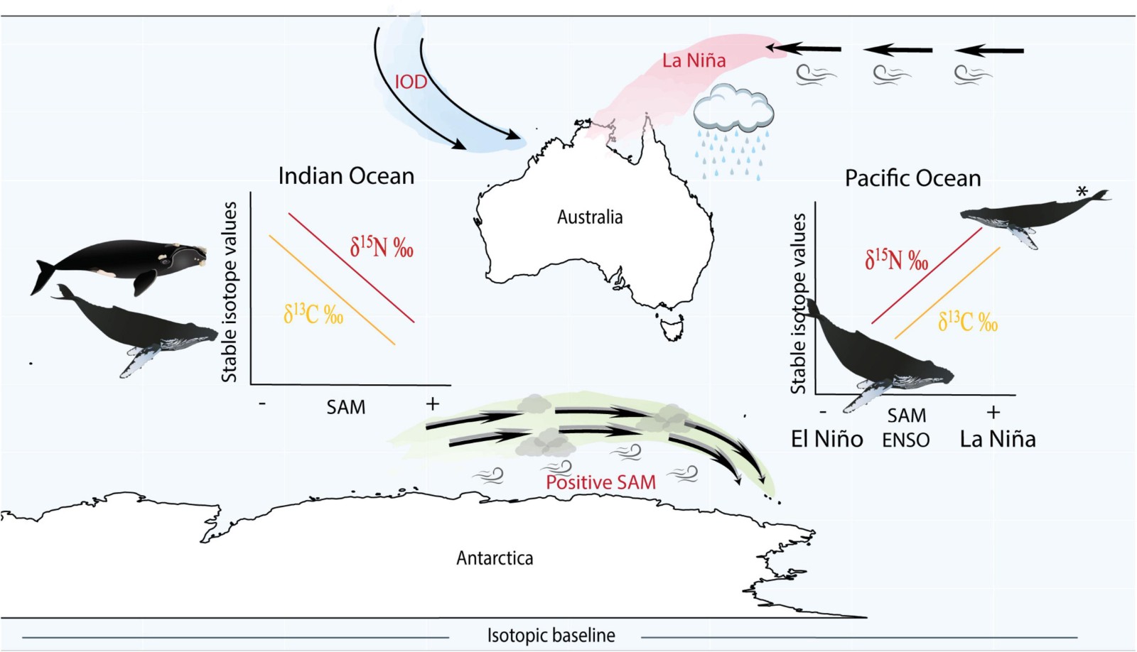 科学家发现隐藏在座头鲸和南露脊鲸颚部的秘密