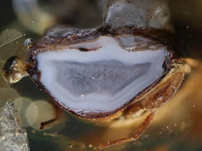 《地球生物学》:在琥珀中的昆虫“肚子”里发现水晶玛瑙