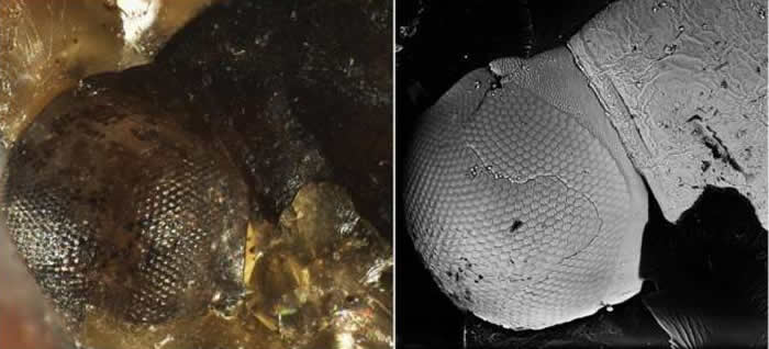 琥珀化石中钙化的昆虫眼睛结构。左为显微镜图像,右为电镜图像。中科院南京地质古生物研究所供图