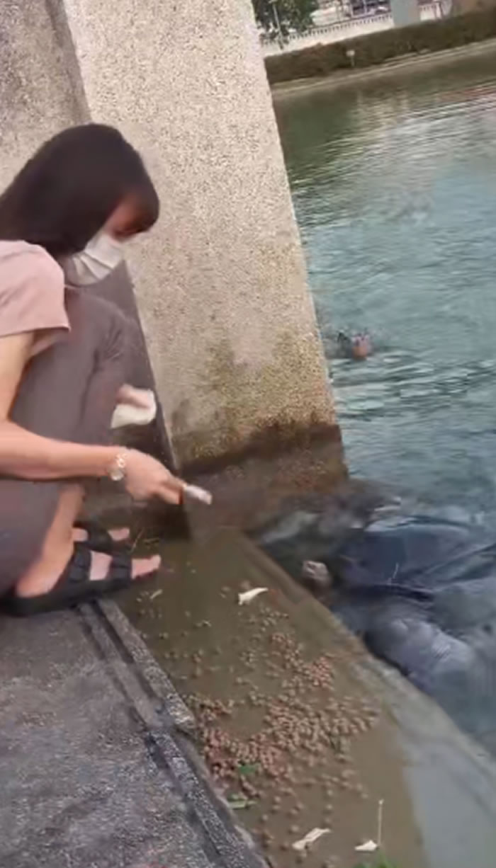 泰国少女在公园喂乌龟吃面包 突然长脖子“水怪”泽巨蜥冲出抢食