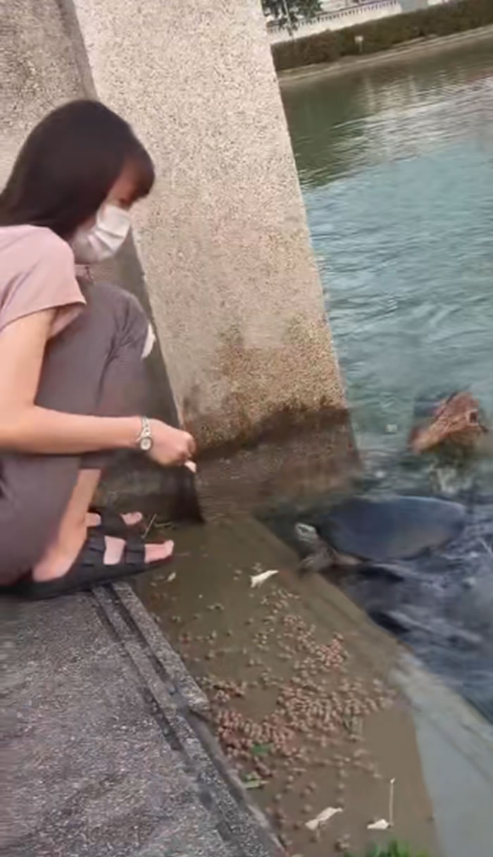 泰国少女在公园喂乌龟吃面包 突然长脖子“水怪”泽巨蜥冲出抢食