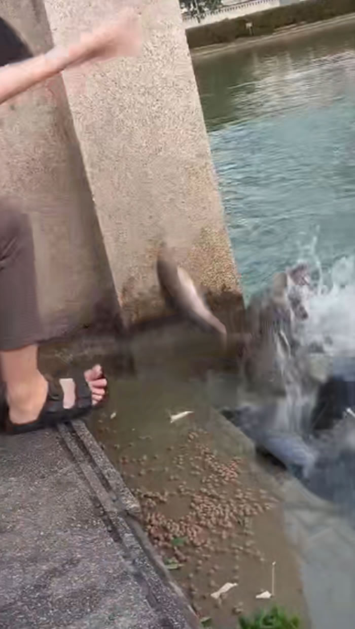 泰国少女在公园喂乌龟吃面包 突然长脖子“水怪”泽巨蜥冲出抢食