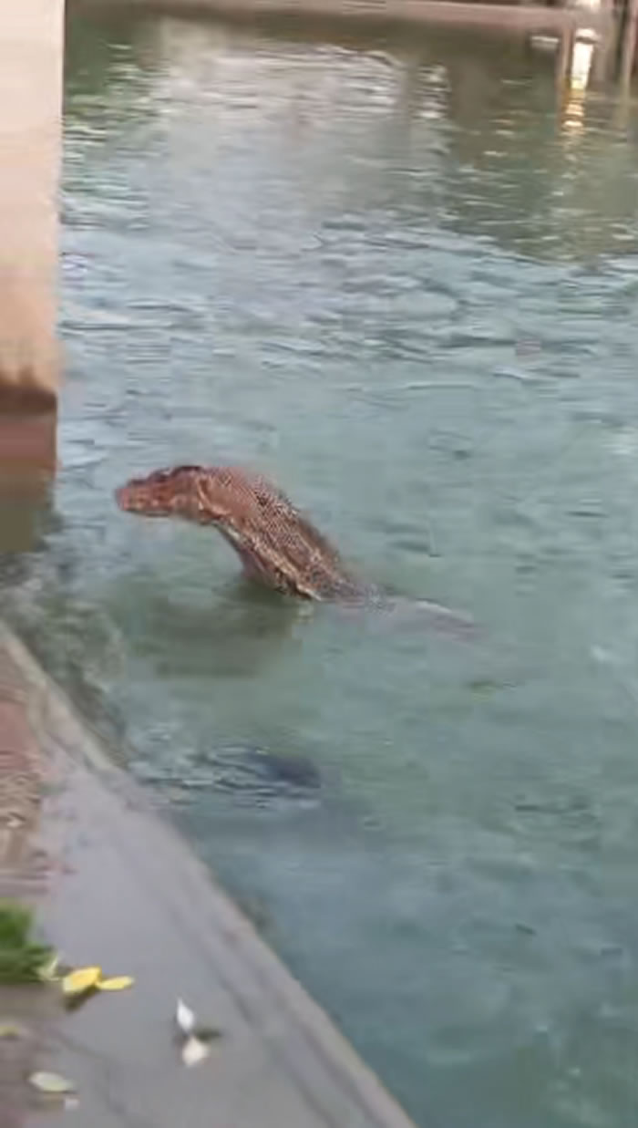 泰国少女在公园喂乌龟吃面包 突然长脖子“水怪”泽巨蜥冲出抢食