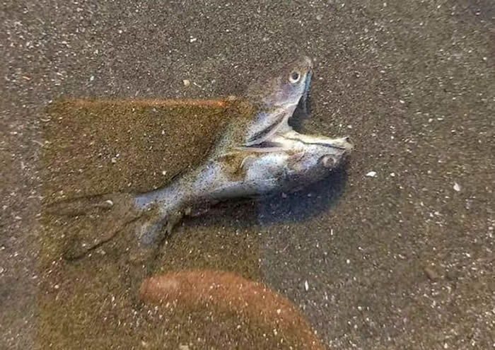 巴西圣保罗的伊塔拉雷海滩惊现极为罕见的“爱心双头鱼”